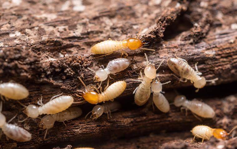 Termite Pest Control Services in Ahmedabad