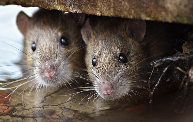 Rodent Control Service - Saviour Pest Control